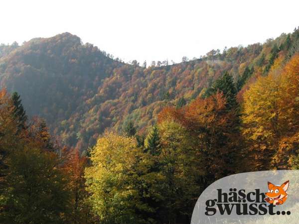 Die Heilkraft der Natur