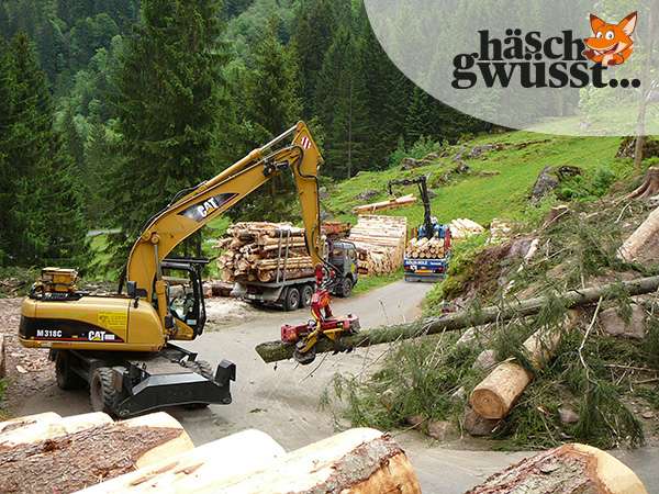 Serie «Wald als Mulitalent» - Teil 1