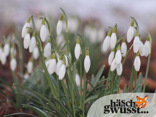 Frühblüher im Wald