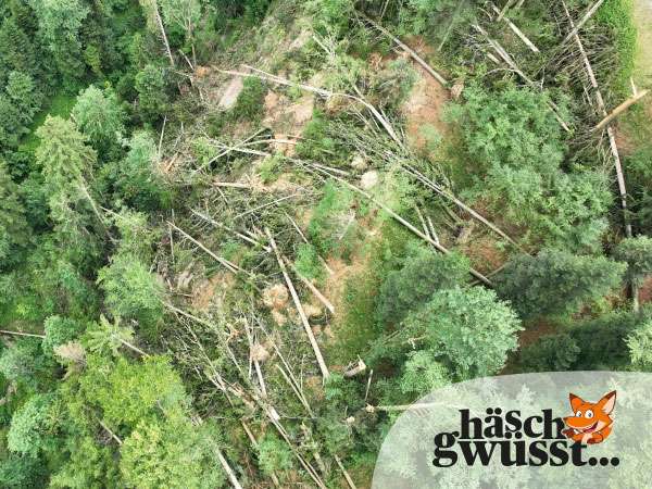 Der Wald im Klimastress