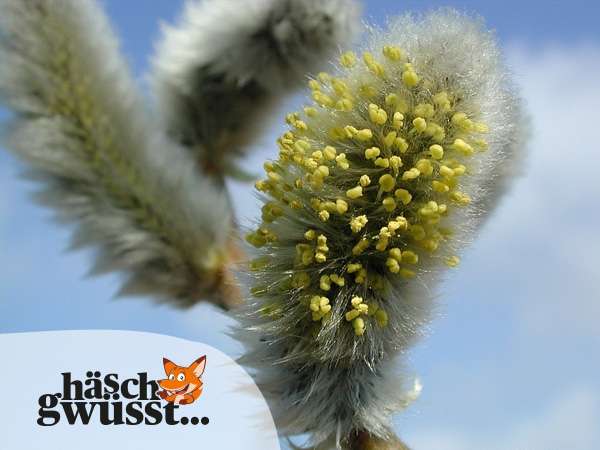 Wenn die Waldbäume blühen