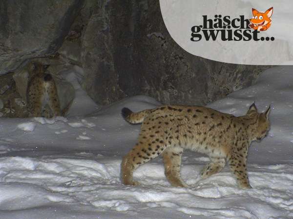 Der heimliche Jäger im Wald