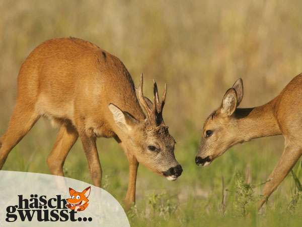 «Schmetterlinge» im Bauch bei Waldbewohnern