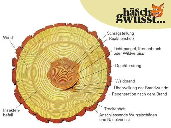 Das Tagebuch der Bäume