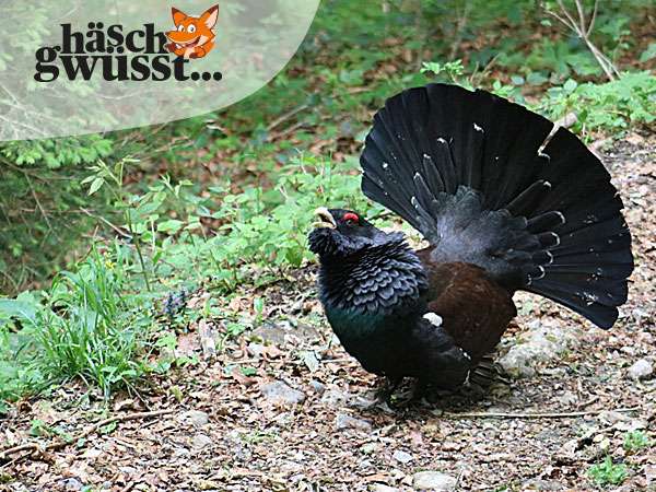 Das Auerwild
