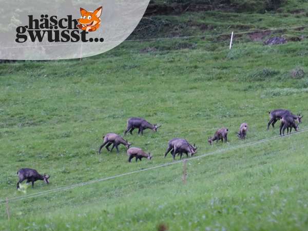 Gams im Liebesrausch