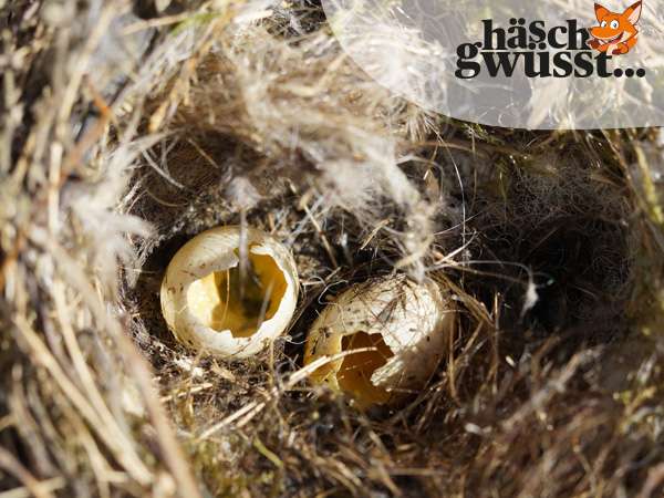 Nesträuber in den Wäldern