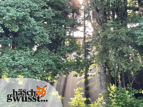 Licht im Wald - Mangelware