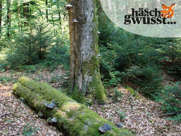 Serie «Wald als Mulitalent» - Teil 2