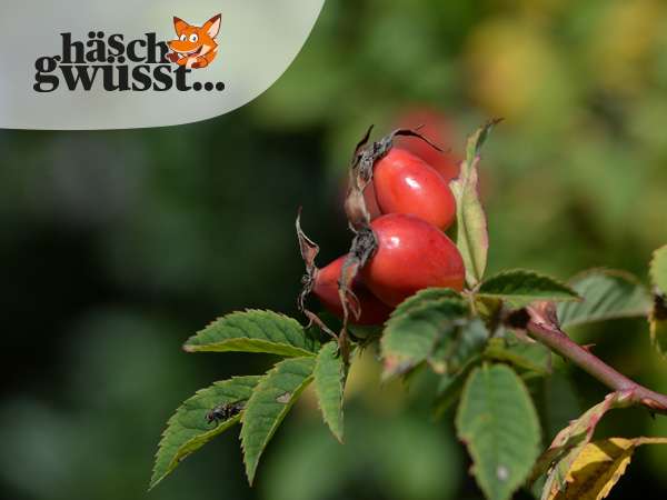 Reich gedeckter Früchtetisch