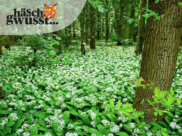 Vom Wald in die Küche