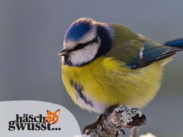 Überlebensstrategien im Winter