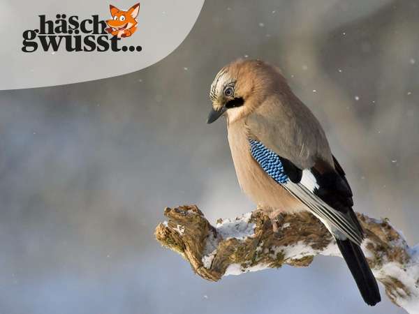 Knappes Nahrungsangebot im Winterwald