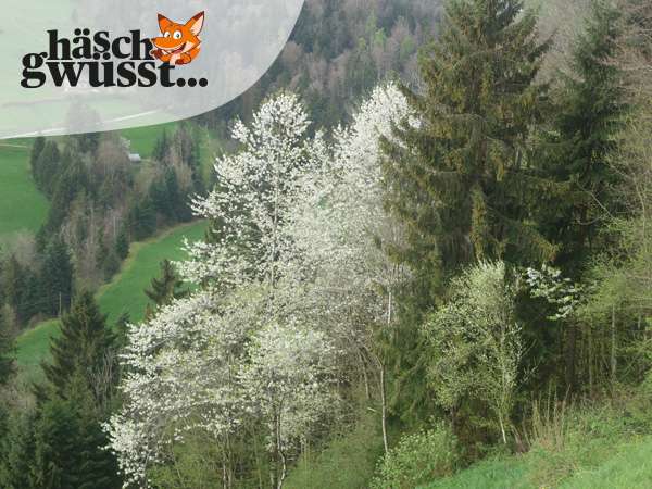 Schon mal was von Phänologie gehört?