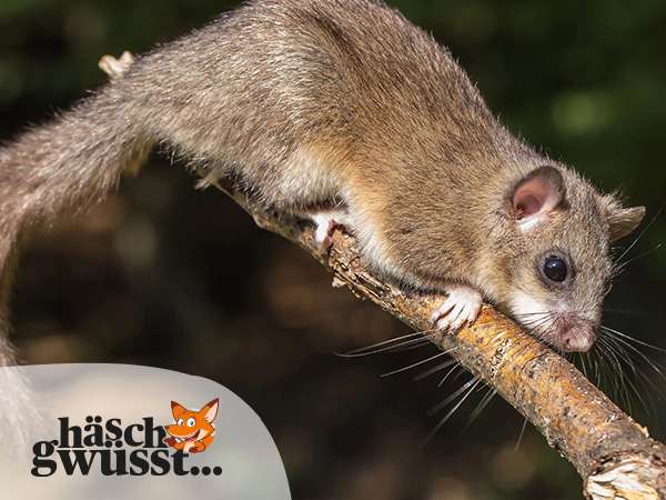 Den Winter verschlafen