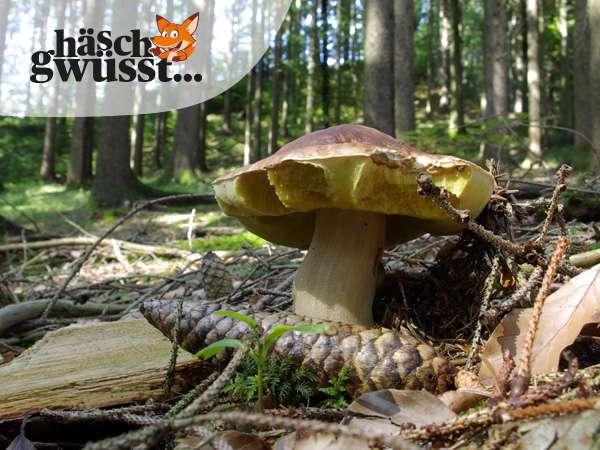 Pilze - mehr als man sieht